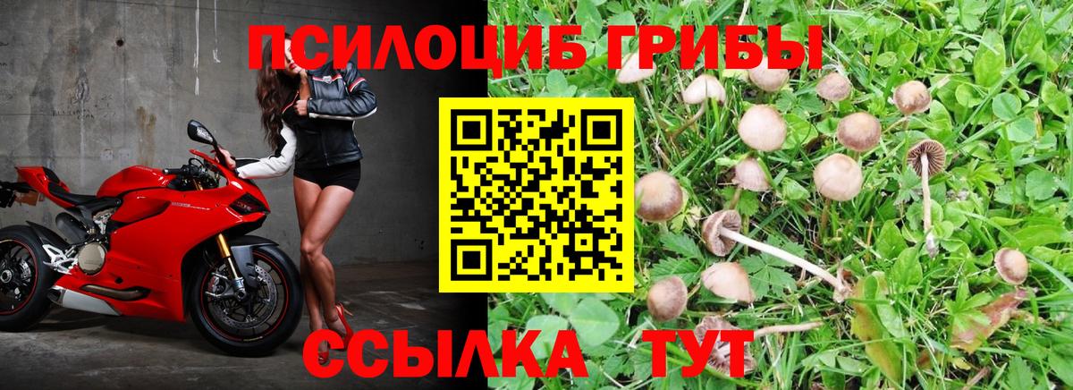 Псилоцибиновые грибы прущие грибы Нижний Тагил